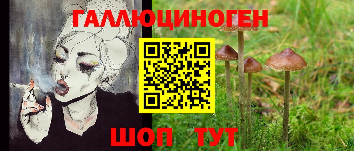 Галлюциногенные грибы Psilocybine cubensis Елабуга